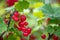 A bunch of ripe red currants hanging on a branch