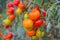 Bunch of ripe red tomato closeup growing in garden