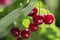 Bunch of ripe sour cherries hanging on a tree