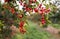 Bunch of ripe sour cherries hanging on a tree