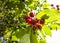 Bunch of ripe sour cherries hanging on a tree