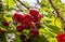 Bunch of ripe sour cherries hanging on a tree