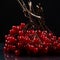 A bunch of ripe viburnum berries on a black background close-up