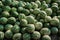 A bunch of ripe watermelons. Watermelon background