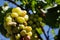 Bunch Of Ripe White Wine Grapes Hanging On Vine In Sunlight