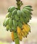 Bunch of ripening bananas