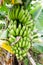 Bunch of ripening bananas on tree