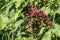 Bunch of ripening elderberry