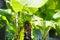 Bunch of ripening green apple bananas on a banana tree in Big Island of Hawaii