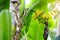 Bunch of ripening green apple bananas on a banana tree in Big Island of Hawaii