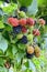 A bunch of ripening large blackberries