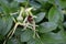 A bunch of ripening rose hips. Green Stage of ripening Rosehips on a branch