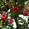 Bunch of Rose apple fruit or jambu airon in a tree