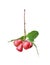 Bunch of rose apple or syzygium malaccense with leaf nature patterns isolated n white background with clipping path , tropical