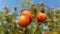 Bunch of rosehip berries with glossy peel closeup on blurred green foliage and blue sky background. Ripe berry fruits backdrop.