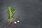 Bunch of rosemary with garlic and spices on chalk board