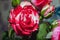 Bunch of rosy roses isolated on background