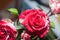 Bunch of rosy roses isolated on background