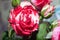 Bunch of rosy roses isolated on background