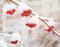 Bunch of rowan berries with ice crystals Winter. Winter landscape with snow-covered bright red rowan.