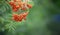 A bunch of rowanberries on a tree with a blurred green background.