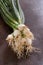 Bunch scallions vegetable with water drops