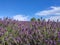 Bunch of Scented Flowers in the Lavender Field in Latvia.