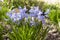 Bunch of Scilla siberica, early spring blue flowers in bloom in garden bed