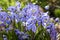 Bunch of Scilla siberica, early spring blue flowers in bloom in garden bed