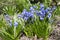 Bunch of Scilla siberica, early spring blue flowers in bloom in garden bed