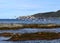 Bunch of seagulls flying low over a rocky island