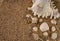 Bunch of Seashells on Beach Sand. Selective Focus On White Sea Shell And Copy Space.