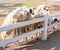 Bunch of sheeps crowded on fence