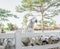 Bunch of sheeps crowded on fence