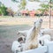 Bunch of sheeps crowded on fence