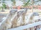 Bunch of sheeps crowded on fence