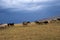 Bunch of sheeps grazing on mountain plateu with rain cloud background.