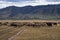 Bunch of sheeps grazing on mountain plateu with rain cloud background.