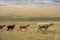 Bunch of sheeps grazing on mountain plateu with rain cloud background.