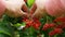 A bunch of shiny red berries growing on a bush. Viburnum. Selective focus