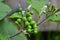 Bunch of small eggplant fruits and flowers