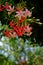 Bunch of small flowers pink blurred ackground