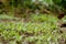 Bunch the small green chilly plant soil heap over out of focus green brown background