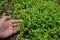 Bunch the small green chilly plants with hand soil heaps in the farm