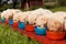 Bunch of small labrador puppies eating from their bowls arranged in a row