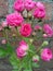 bunch of small pink roses with immature buds