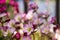 Bunch of small pink Saxifraga bryoides