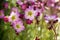 Bunch of small pink Saxifraga bryoides