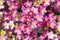 Bunch of small pink Saxifraga bryoides