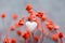 Bunch of Small Red Delicate Flowers Single White Snow Heart Shape Sugar Candy on Dark Grey Background. Romantic Valentine